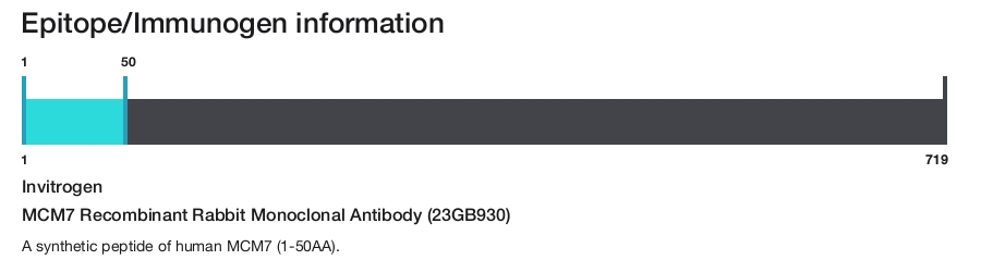 MCM7 Recombinant Rabbit Monoclonal Antibody (23GB930)
