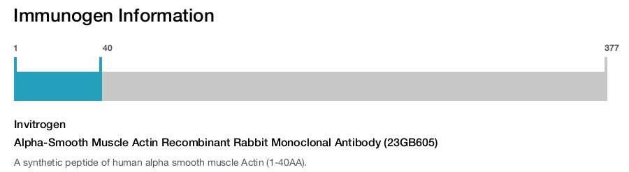 Alpha-Smooth Muscle Actin Recombinant Rabbit Monoclonal Antibody (23GB605)