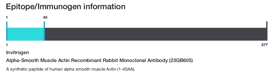 Alpha-Smooth Muscle Actin Recombinant Rabbit Monoclonal Antibody (23GB605)