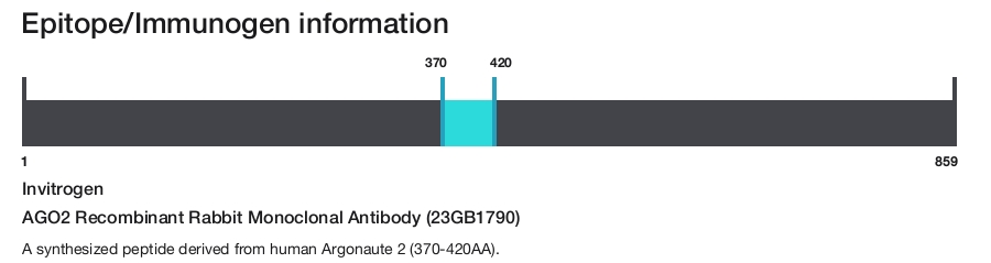AGO2 Recombinant Rabbit Monoclonal Antibody (23GB1790)