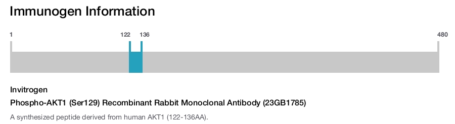 Phospho-AKT1 (Ser129) Recombinant Rabbit Monoclonal Antibody (23GB1785)