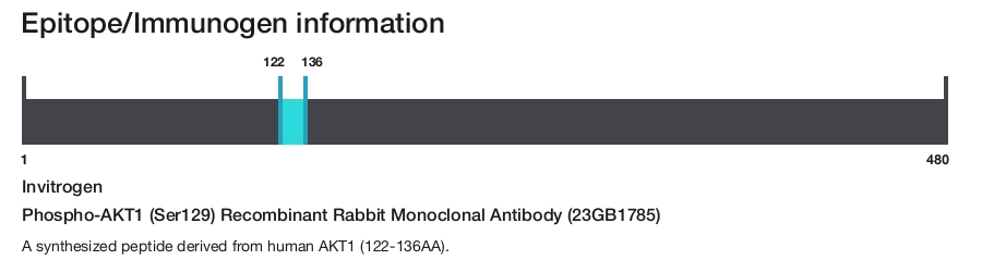 Phospho-AKT1 (Ser129) Recombinant Rabbit Monoclonal Antibody (23GB1785)