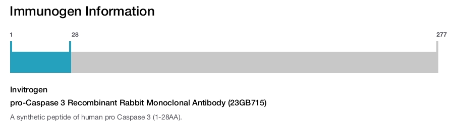 pro-Caspase 3 Recombinant Rabbit Monoclonal Antibody (23GB715)