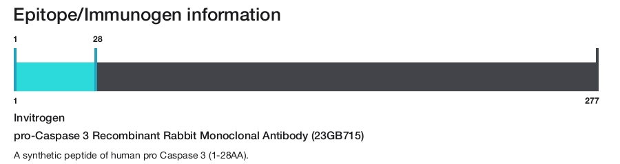 pro-Caspase 3 Recombinant Rabbit Monoclonal Antibody (23GB715)