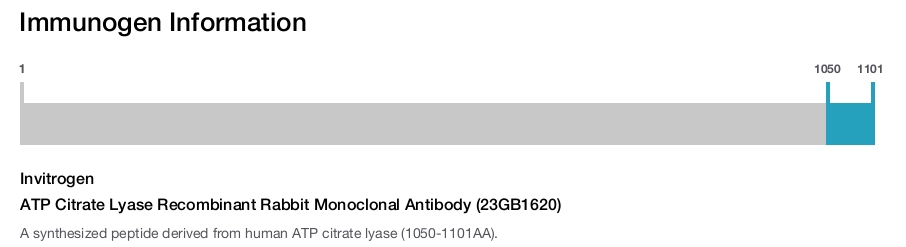 ATP Citrate Lyase Recombinant Rabbit Monoclonal Antibody (23GB1620)