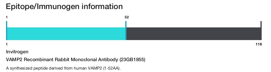 VAMP2 Recombinant Rabbit Monoclonal Antibody (23GB1855)