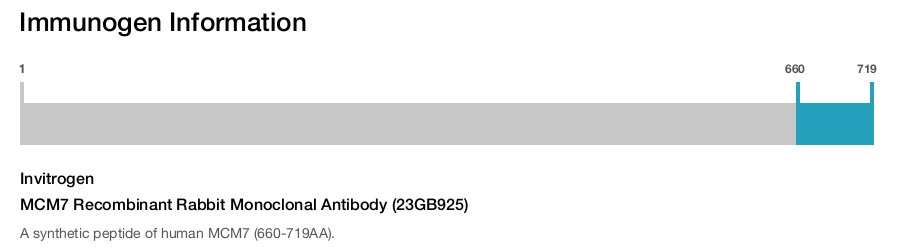 MCM7 Recombinant Rabbit Monoclonal Antibody (23GB925)