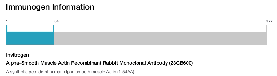 Alpha-Smooth Muscle Actin Recombinant Rabbit Monoclonal Antibody (23GB600)