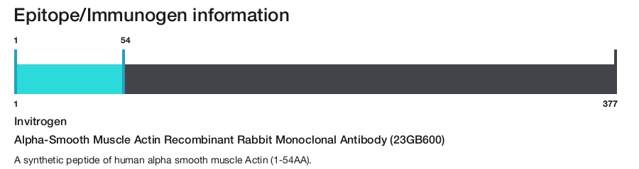 Alpha-Smooth Muscle Actin Recombinant Rabbit Monoclonal Antibody (23GB600)