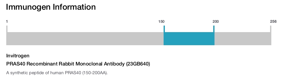 PRAS40 Recombinant Rabbit Monoclonal Antibody (23GB640)