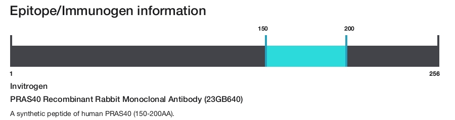 PRAS40 Recombinant Rabbit Monoclonal Antibody (23GB640)