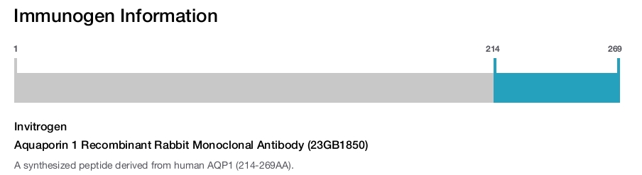 Aquaporin 1 Recombinant Rabbit Monoclonal Antibody (23GB1850)