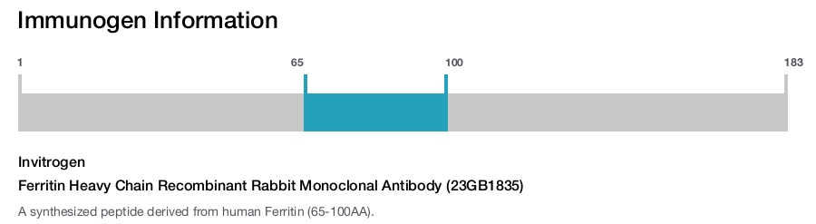 Ferritin Heavy Chain Recombinant Rabbit Monoclonal Antibody (23GB1835)