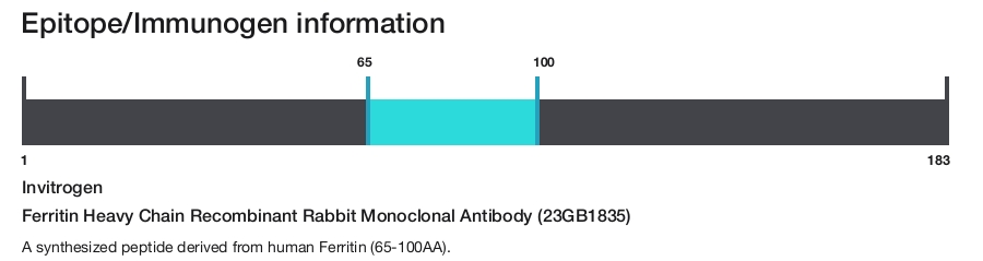 Ferritin Heavy Chain Recombinant Rabbit Monoclonal Antibody (23GB1835)