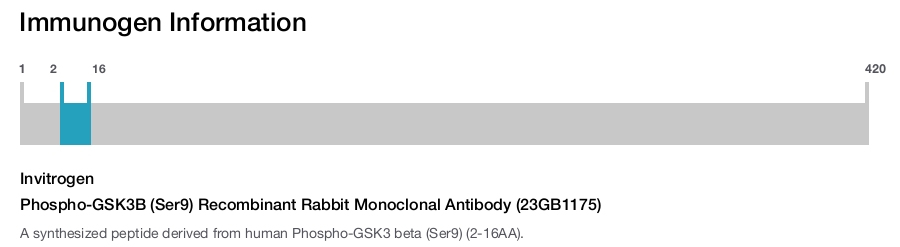 Phospho-GSK3B (Ser9) Recombinant Rabbit Monoclonal Antibody (23GB1175)