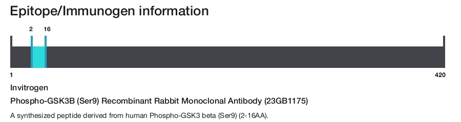 Phospho-GSK3B (Ser9) Recombinant Rabbit Monoclonal Antibody (23GB1175)