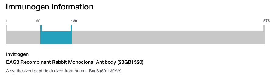 BAG3 Recombinant Rabbit Monoclonal Antibody (23GB1520)