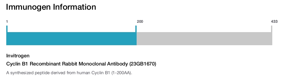 Cyclin B1 Recombinant Rabbit Monoclonal Antibody (23GB1670)