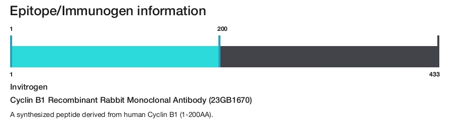 Cyclin B1 Recombinant Rabbit Monoclonal Antibody (23GB1670)