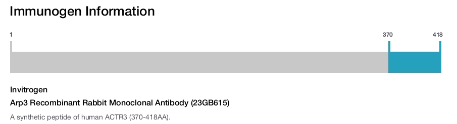 Arp3 Recombinant Rabbit Monoclonal Antibody (23GB615)