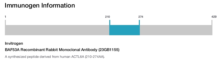 BAF53A Recombinant Rabbit Monoclonal Antibody (23GB1155)