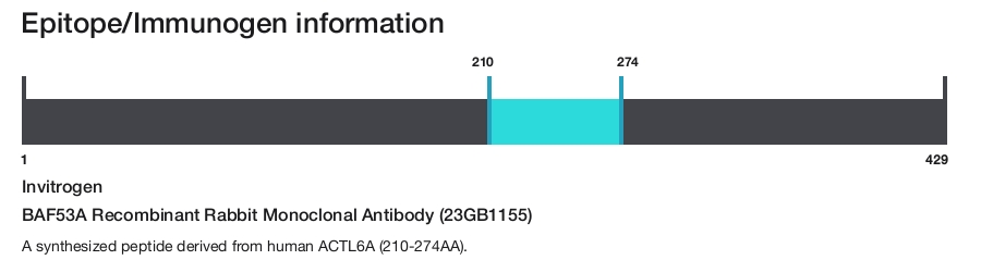 BAF53A Recombinant Rabbit Monoclonal Antibody (23GB1155)
