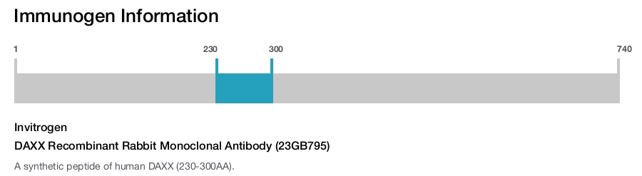 DAXX Recombinant Rabbit Monoclonal Antibody (23GB795)