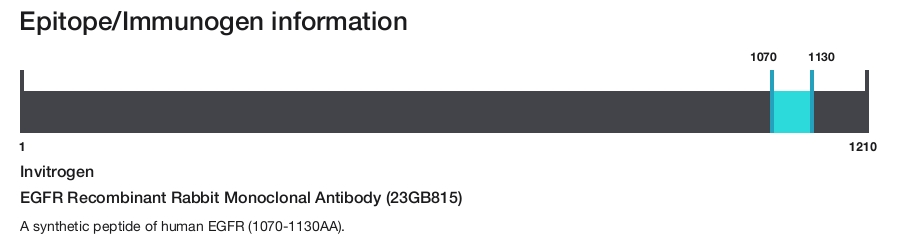 EGFR Recombinant Rabbit Monoclonal Antibody (23GB815)