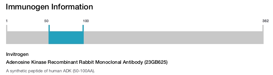Adenosine Kinase Recombinant Rabbit Monoclonal Antibody (23GB625)