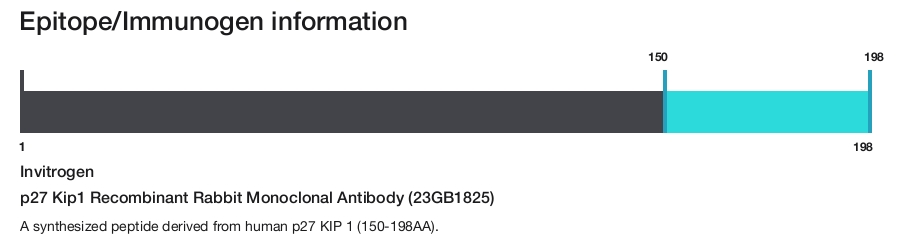p27 Kip1 Recombinant Rabbit Monoclonal Antibody (23GB1825)