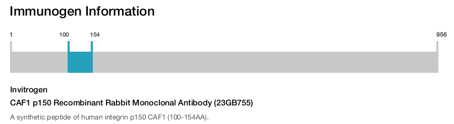 CAF1 p150 Recombinant Rabbit Monoclonal Antibody (23GB755)