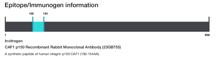 CAF1 p150 Recombinant Rabbit Monoclonal Antibody (23GB755)