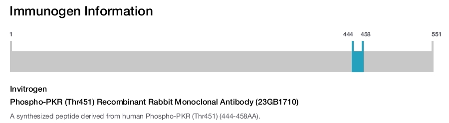 Phospho-PKR (Thr451) Recombinant Rabbit Monoclonal Antibody (23GB1710)