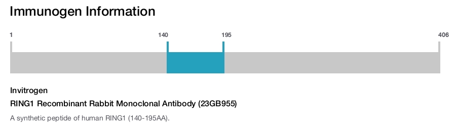 RING1 Recombinant Rabbit Monoclonal Antibody (23GB955)