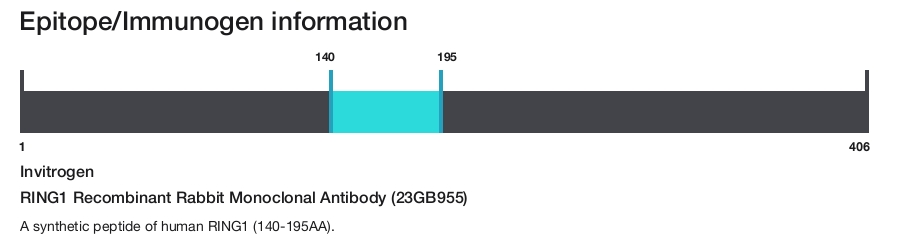 RING1 Recombinant Rabbit Monoclonal Antibody (23GB955)