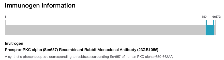 Phospho-PKC alpha (Ser657) Recombinant Rabbit Monoclonal Antibody (23GB1055)
