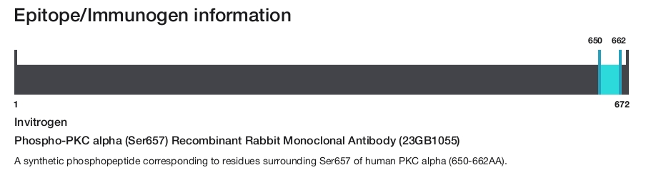 Phospho-PKC alpha (Ser657) Recombinant Rabbit Monoclonal Antibody (23GB1055)
