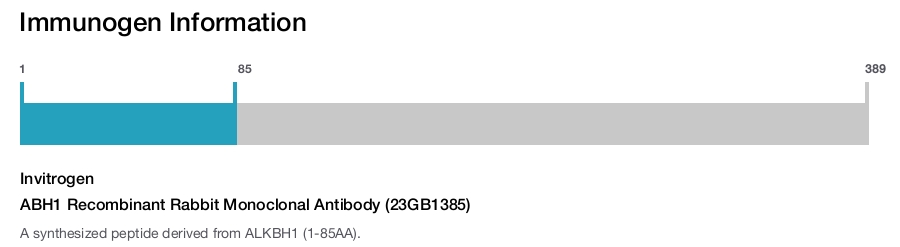 ABH1 Recombinant Rabbit Monoclonal Antibody (23GB1385)