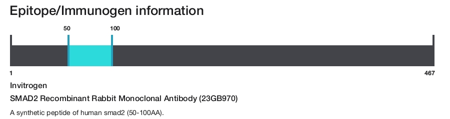 SMAD2 Recombinant Rabbit Monoclonal Antibody (23GB970)