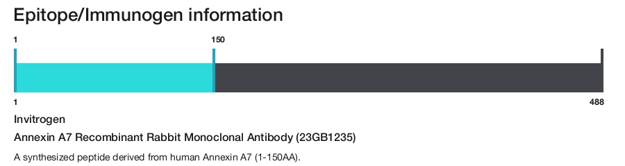 Annexin A7 Recombinant Rabbit Monoclonal Antibody (23GB1235)