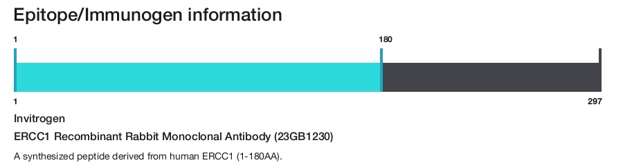 ERCC1 Recombinant Rabbit Monoclonal Antibody (23GB1230)