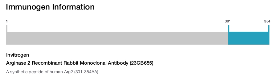 Arginase 2 Recombinant Rabbit Monoclonal Antibody (23GB655)
