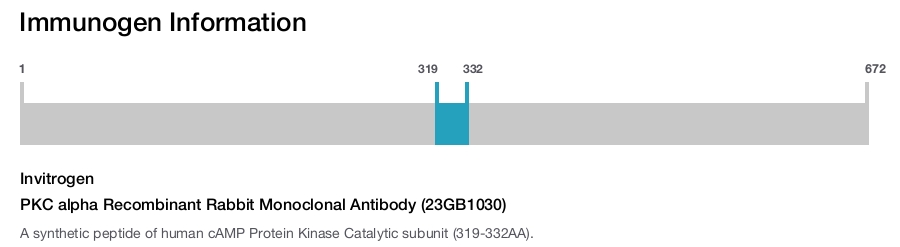 PKC alpha Recombinant Rabbit Monoclonal Antibody (23GB1030)