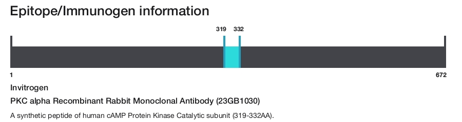 PKC alpha Recombinant Rabbit Monoclonal Antibody (23GB1030)