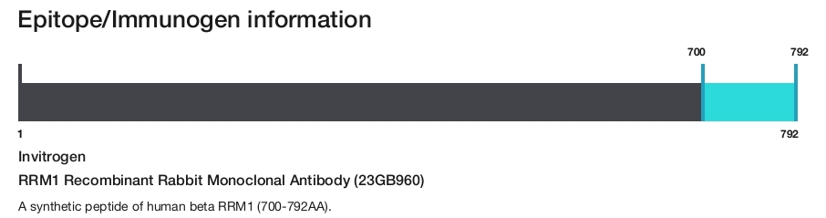 RRM1 Recombinant Rabbit Monoclonal Antibody (23GB960)