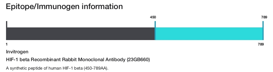 HIF-1 beta Recombinant Rabbit Monoclonal Antibody (23GB660)