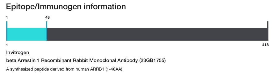 beta Arrestin 1 Recombinant Rabbit Monoclonal Antibody (23GB1755)