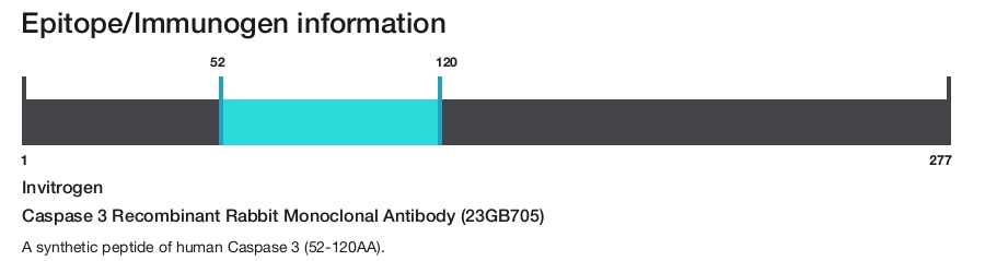 Caspase 3 Recombinant Rabbit Monoclonal Antibody (23GB705)