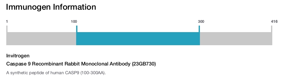 Caspase 9 Recombinant Rabbit Monoclonal Antibody (23GB730)