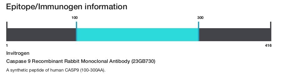 Caspase 9 Recombinant Rabbit Monoclonal Antibody (23GB730)